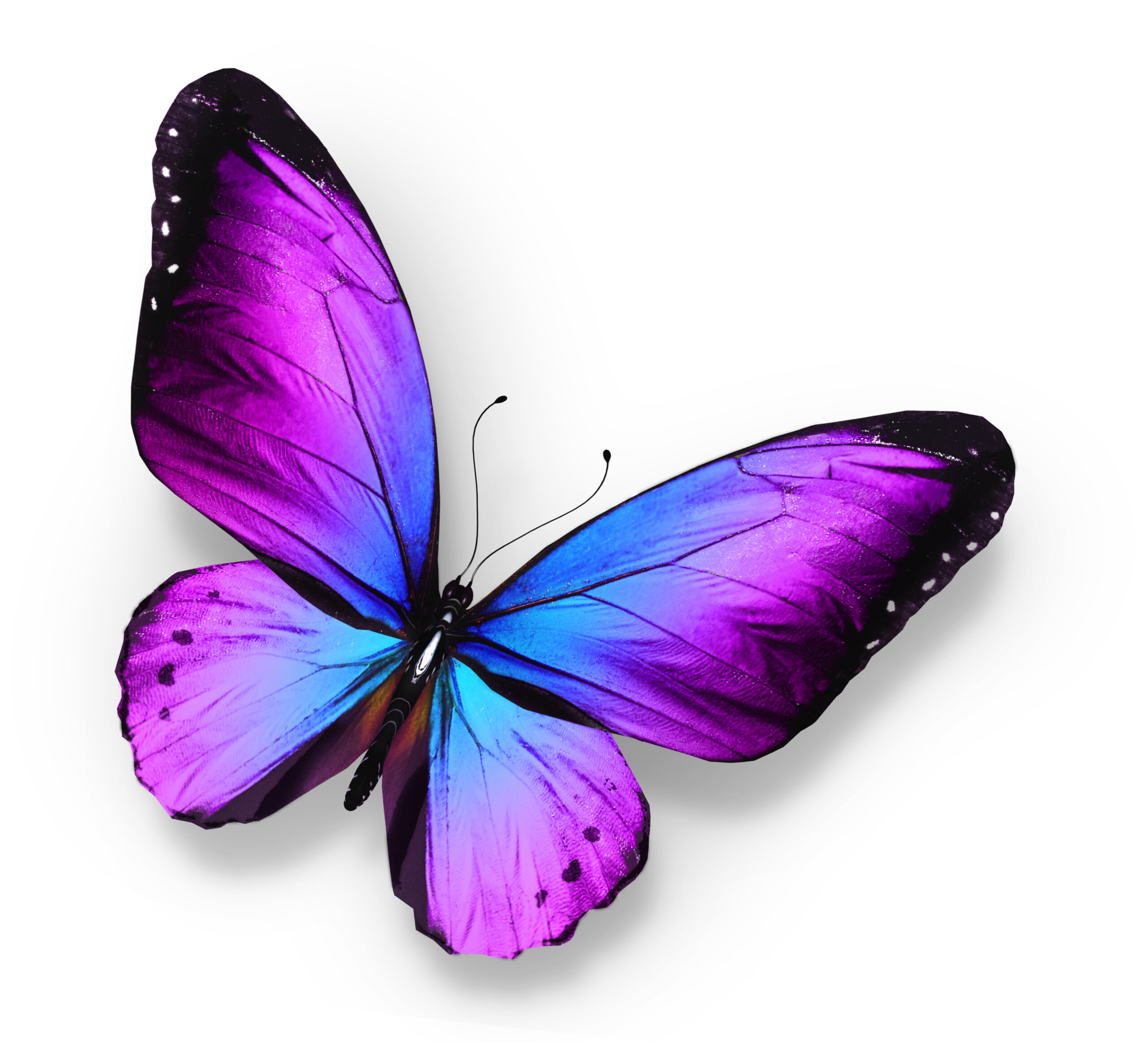 Violet blue butterfly , isolated on white
